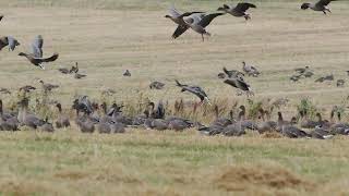 Pink Footed Goose [upl. by Lowson800]