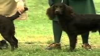 American Water Spaniel  Dog Breed [upl. by Ailb]