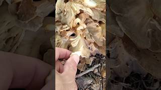 Black Staining Polypore Meripilus sumstinei mushrooms fungi nature wildedibles [upl. by Aihpos]