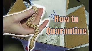 Unboxing Sexing amp How to Quarantine Hognose Snakes [upl. by Collis]