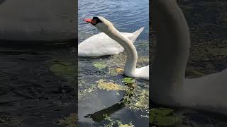 Jim amp JeanA beautiful swan couple [upl. by Ayiram]