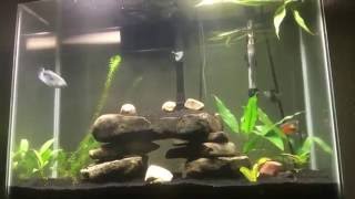 37 GALLON TALL COMMUNITY GOURAMI AQUARIUM [upl. by Ignacia]