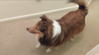 Trying to stop a sheltie barking when her best friend comes home [upl. by Htiek]