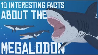 10 Interesting Facts about the MEGALODON [upl. by Noseyt]