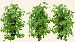 Amazing Idea  How to grow Fish mint Houttuynia cordata in plastic bottles [upl. by Anelrac]