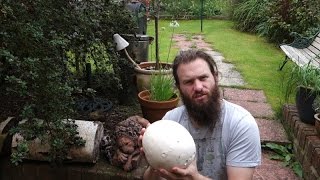 Giant puffball Calvatia gigantea [upl. by Oinafipe]