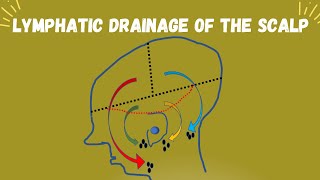 Scalp Part 4   Lymphatic Drainage of the scalp [upl. by Iva398]