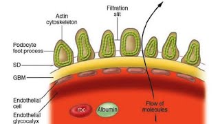 Components of The Blood urinary barrier [upl. by Enovi]