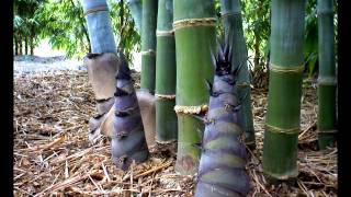 Dendrocalamus Giganteus Time Lapse 2012 [upl. by Aeirdna]