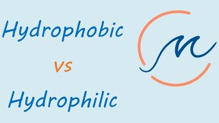 Hydrophobic vs hydrophilic molecules [upl. by Ahtnamys821]