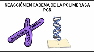 Reacción en cadena de la polimerasa PCR [upl. by Fong690]