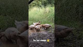 Saxony ducks stomping in the muddy puddle [upl. by Htebsle183]