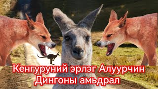 Австралийн алуурчин Динго нохойны түүх Гоё Түүхүүд Goy tuuhuud mongol heleer kino duu 2024 [upl. by Onaicul402]