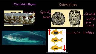 Chondrichthyes and Osteichthyes  Animal kingdom  Biology  Khan Academy [upl. by Dolli]