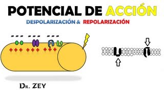 POTENCIAL DE ACCIÓN EN FIBRA NERVIOSA [upl. by Moorish]