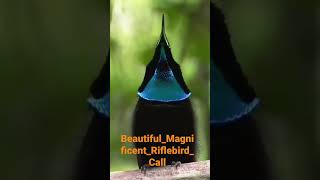 Magnificent Bird Riflebird Call youtubeshorts bird magnificent [upl. by Nylhtac]