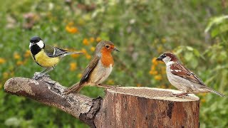 Horas de Canto de pájaros en el bosque en primavera canto de pájaros en el campo [upl. by Lednam954]