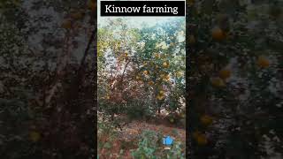 Kinnow farming vlog dragonfruitfarming shortvideo dragonfruit nature [upl. by Enylcaj]