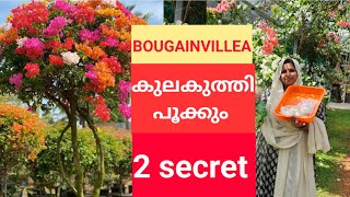 BOUGAINVILLEA NURSERY SECRET TIPS  2TIPS bougainvillea flowering tips malayalam  suluz diaries [upl. by Ru632]