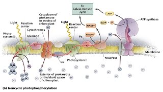 Cyclic and Noncyclic Photo phosphorylation [upl. by Lopez655]