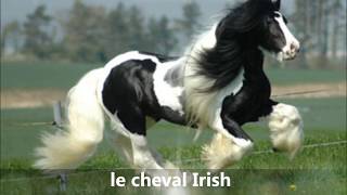 toutes les races de chevaux [upl. by Anirtep]