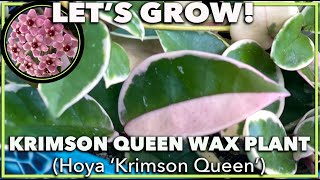 HOYA KRIMSON QUEEN How to grow and care for your tricolor hoya [upl. by Rozanna593]