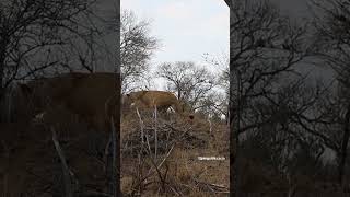 Lioness stalking zebra serondellasafarilodge [upl. by Melany]