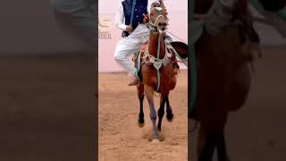 Tent pegging champion 2024🏆foryou entertainment sports arshadnadeem fypyoutube viralshort [upl. by Nednil]