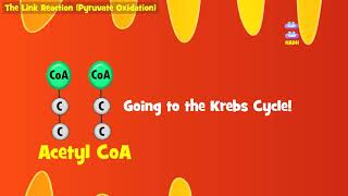 The Link Reaction Explained Aerobic Respiration [upl. by Chrisy]