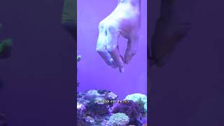 Saving An Acropora Coral reef marineaquarium fish [upl. by Ahsikar]