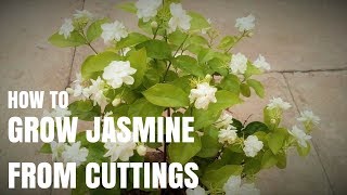 How to grow jasmine plant from cuttings [upl. by Gavrielle684]