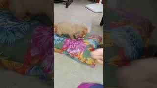 Ada ennada panra 😳😇😇😇thalakanila poyita shortfeed doglover cutecatandpuppyworld funny viral [upl. by Nifled]