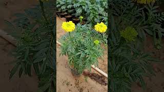 Merigoldगेंदा Inca Amazing Flowering In Pot ytshorts flowers plants nature [upl. by Enicar]