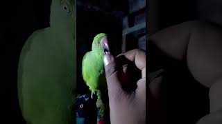 Chay mat bnana funny comedy shortvideo my mitthu 🦜🦜💗💗 [upl. by Matland]