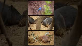 The Desert Ecodisplay at Burgers Zoo [upl. by Airam196]