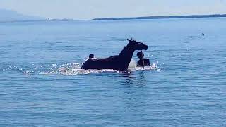 Caymanas Park Race Horse Exercise Sea report BoxBox got scared [upl. by Gilberto]