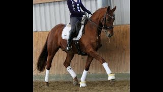 2008 top Lehrpferd oder JR Pferd  great schoolmaster or young rider horse [upl. by Ennahgiel]