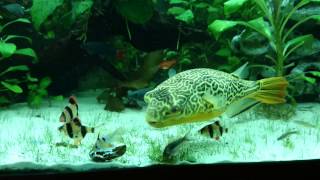 Pufferfish Giant Tetraodon MBU vs Mussel [upl. by Leahey]