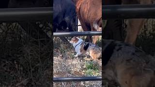 Corgi herding cattle [upl. by Nilrem]