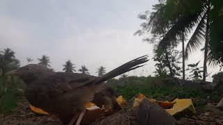 Yellow billed babbler birds babbler inimainiraindhathuiyarkai [upl. by Ahgem]