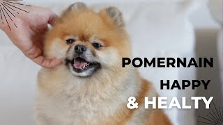 “Pomeranian Playtime Funny Clips That Will Make Your Day” [upl. by Yelehsa90]