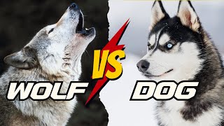 WOLF VS DOG  5 Surprising Differences You Never Knew [upl. by Enitsirhc20]