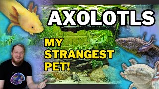 AXOLOTLS All Beginner Questions Answered Tank setup Feeding Tankmates and more [upl. by Nirrol]