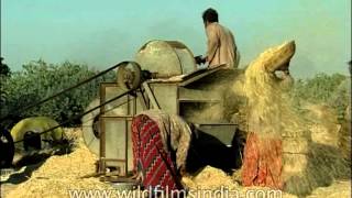 Threshing of Wheat in an oldfashioned threshing machine [upl. by Selim360]