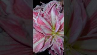 Hippeastrum ‘ Sweet Nymph’ [upl. by Darlleen]