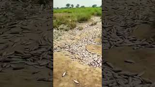 banganga Nadi mein Mari Hui machhali🐠🐟Pani sukhne ke Karan machhali mar Gaye fishing 🐟🐋 fish [upl. by Eillime]