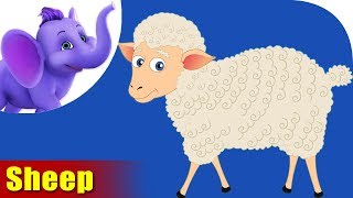 Sheep Rhymes for Children [upl. by Aidil]