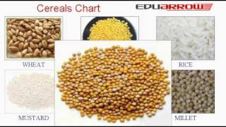 Cereals names  Cereals Chart  अनाज के नाम  Cereals names with pictures  Anaj ka Naam [upl. by Rehtul]