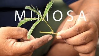 How to grow mimosa plant shame plant shy plant from cuttings [upl. by Ozan603]