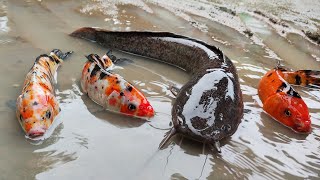 Menemukan Ikan Lele Di Sawah Ikan Koi Ikan Nila Ikan Hiu Gurita Kepiting Ikan Arwana Part590 [upl. by Arries]